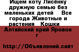 Ищем коту Лисёнку дружную семью без маленьких детей  - Все города Животные и растения » Кошки   . Алтайский край,Яровое г.